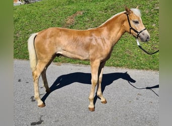 Haflinger, Hengst, Fohlen (04/2026), Fuchs