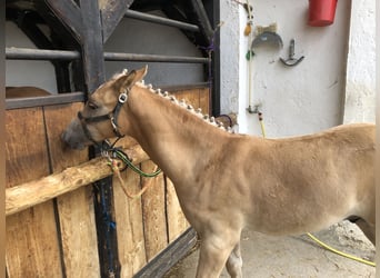 Haflinger, Hengst, Fohlen (04/2023), Fuchs