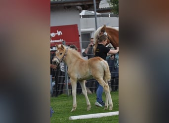 Haflinger, Hengst, Fohlen (04/2025), Fuchs