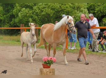 Haflinger, Hengst, Fohlen (04/2025), Fuchs