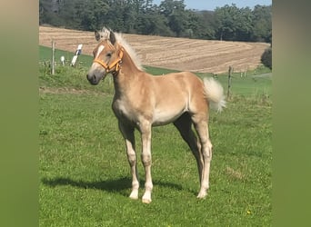 Haflinger, Hengst, Fohlen (04/2025), Fuchs