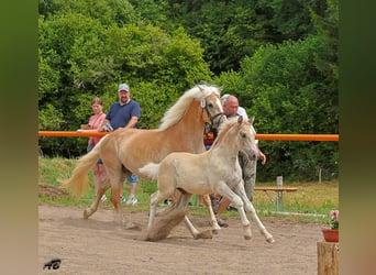 Haflinger, Hengst, Fohlen (04/2025), Fuchs