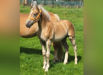 Haflinger, Hengst, Fohlen (04/2025), Fuchs