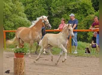 Haflinger, Hengst, Fohlen (04/2025), Fuchs