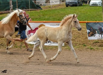 Haflinger, Hengst, Fohlen (04/2025), Fuchs