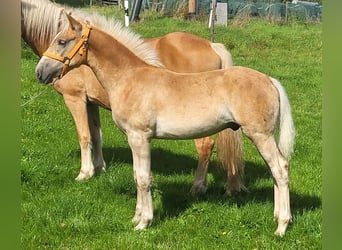 Haflinger, Hengst, Fohlen (04/2025), Fuchs