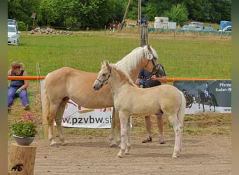 Haflinger, Hengst, Fohlen (04/2025), Fuchs