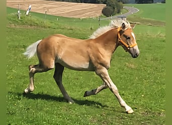 Haflinger, Hengst, Fohlen (04/2025), Fuchs