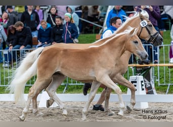 Haflinger, Hengst, Fohlen (03/2025), Fuchs