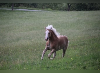 Haflinger, Hengst, Fohlen (02/2025), Rotfuchs
