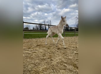 Haflinger, Hengst, Fohlen (04/2023)