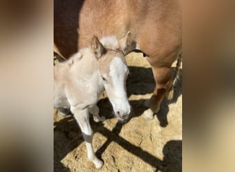 Haflinger, Hengst, Fohlen (04/2023)