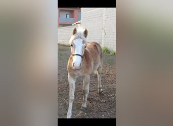 Haflinger, Hengst, Fohlen (01/2024)