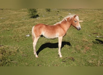 Haflinger, Hengst, Fohlen (04/2025)
