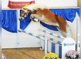 Haflinger, Hengst, 4 Jahre, 149 cm, Fuchs