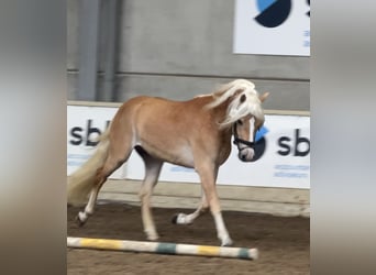 Haflinger, Hengst, 3 Jahre, 152 cm, Fuchs