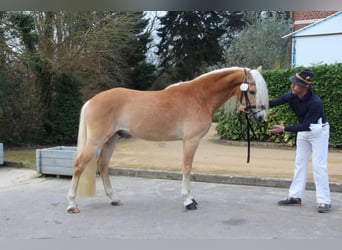 Haflinger, Hengst, 3 Jahre, 152 cm, Fuchs