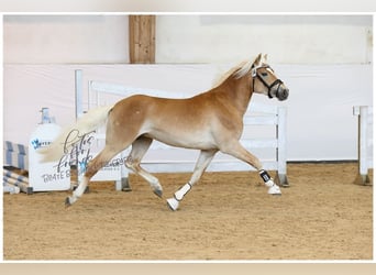 Haflinger, Hengst, 5 Jahre, 150 cm, Fuchs