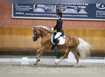 Haflinger, Hengst, 10 Jahre, 150 cm, Fuchs