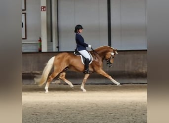Haflinger, Hengst, 13 Jahre, 158 cm, Fuchs
