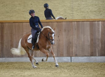 Haflinger, Hengst, 5 Jahre, 153 cm, Fuchs