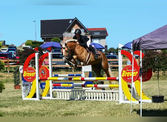 Haflinger, Hengst, 5 Jahre, 153 cm, Fuchs