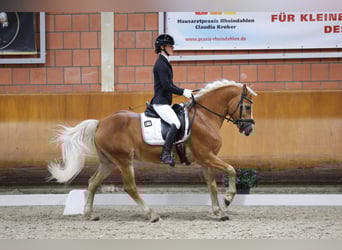 Haflinger, Hengst, 11 Jahre, 150 cm, Fuchs