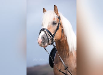 Haflinger, Hengst, 11 Jahre, 150 cm, Fuchs