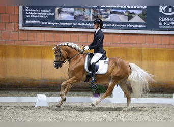 Haflinger, Hengst, 11 Jahre, 150 cm, Fuchs