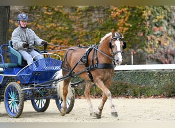 Haflinger, Hengst, 11 Jahre, 150 cm, Fuchs