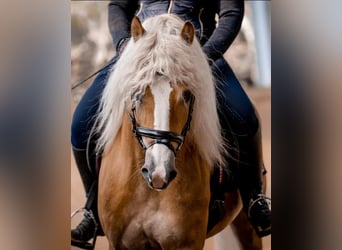 Haflinger, Hengst, 11 Jahre, 150 cm, Fuchs