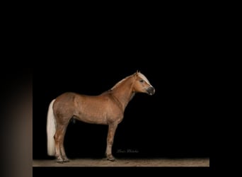 Haflinger, Hengst, 11 Jahre, 150 cm, Fuchs