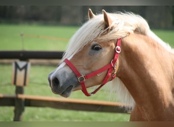 Haflinger, Hengst, 10 Jahre, 153 cm, Fuchs