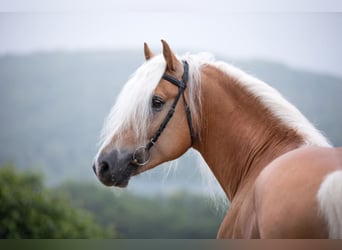 Haflinger, Hengst, 10 Jahre, 153 cm, Fuchs