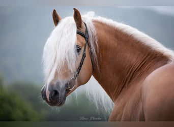 Haflinger, Hengst, 10 Jahre, 153 cm, Fuchs