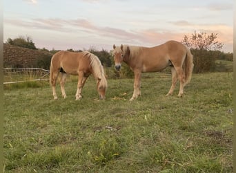 Haflinger, Hengst, 1 Jahr, Hellbrauner