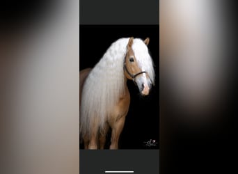 Haflinger, Hengst, 10 Jahre, 151 cm, Rotfuchs
