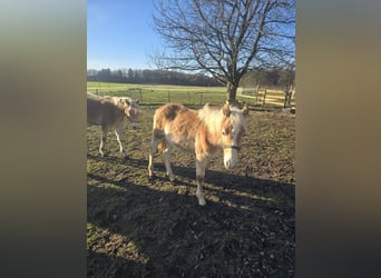 Haflinger, Hengst, , 120 cm, Vos