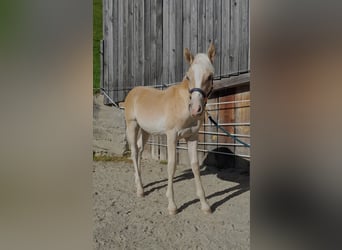 Haflinger, Hengst, Veulen (03/2026), 130 cm