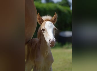 Haflinger, Hengst, veulen (05/2023), 148 cm, Vos
