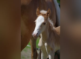 Haflinger, Hengst, veulen (05/2023), 148 cm, Vos