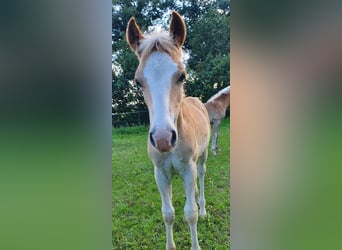Haflinger, Hengst, veulen (05/2023), 148 cm, Vos