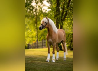Haflinger, Hengst, veulen (05/2023), 149 cm