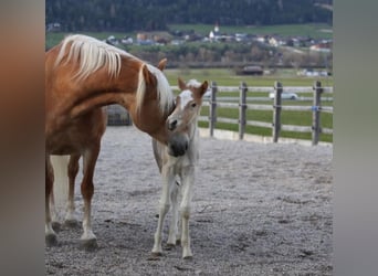 Haflinger, Hengst, Veulen (02/2026), 150 cm