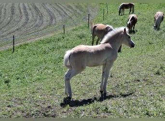 Haflinger, Hengst, Veulen (02/2026), 150 cm