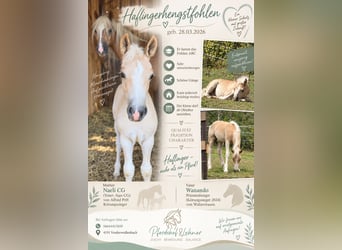 Haflinger, Hengst, Veulen (03/2026), 150 cm, Vos