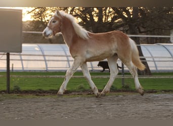 Haflinger, Hengst, veulen (04/2024), 150 cm, Vos