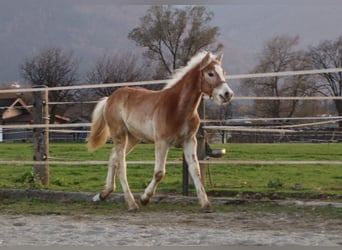 Haflinger, Hengst, veulen (04/2024), 150 cm, Vos