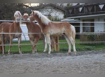 Haflinger, Hengst, veulen (04/2024), 150 cm, Vos