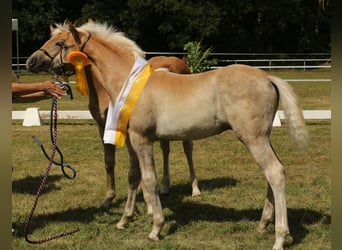 Haflinger, Hengst, Fohlen (05/2024), 150 cm, Fuchs